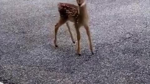 Baby Deer Wants To Meet Dog