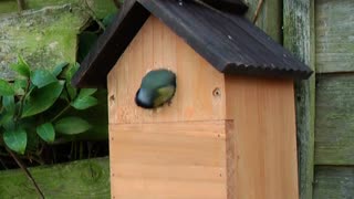 Watch the goldfinch create a new wooden cage door with its beak and take care of it