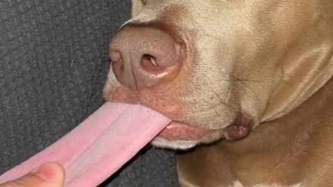 A dog sticks out his tongue while he is sleeping in a very funny scene