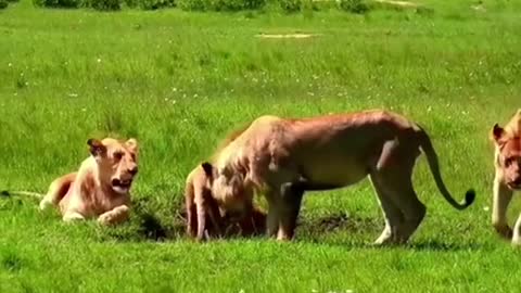 The lion dug a hole and dug out a warthog