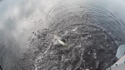 Mason Creek ladyfish