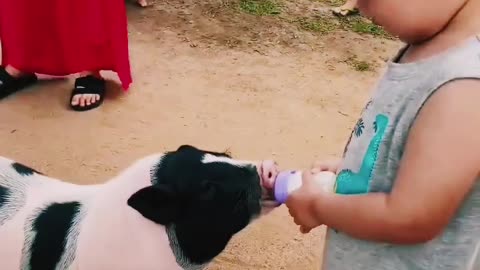 Funny pig