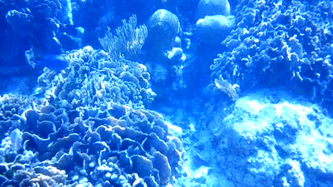 Roatan West Bay Beach Snorkeling