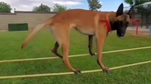 Dog walking on the rope 😳 | Dog training