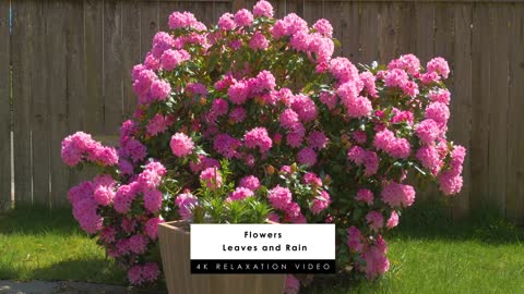 4K Rain on Flowers - Beautiful Scenery | Rain On Leaves Sounds - Trailer