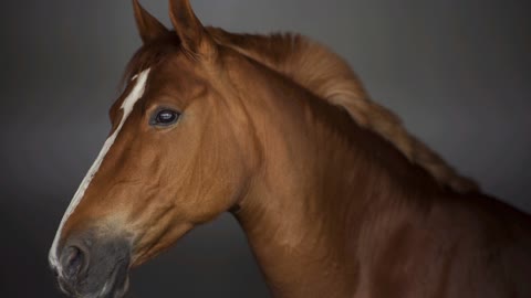 Cavalos e sua força!