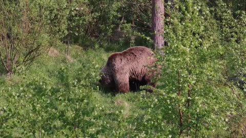 Yellowstone Park Ranger Faces Off With Grizzly That Mauled Hiker