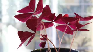 Oxalis Triangularis (Love Plant) 24h Time-Lapse!!!