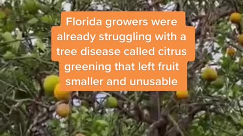 Ben Krause is a thirdgeneration citrus grower who walked through these groves as a two-year-old