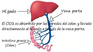 PROTOCOLO COLON RECTAL CON EL USO DE UNA PERILLA