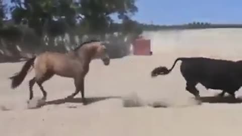 funny horse videos try not to laugh