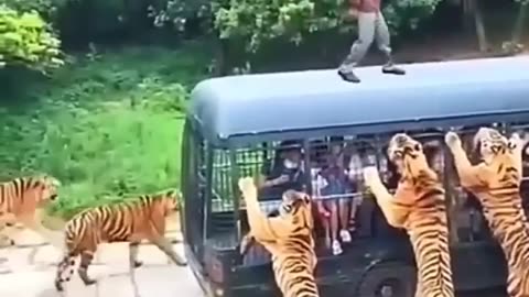 Tiger dangerous wild animal adventur tiger vs humain