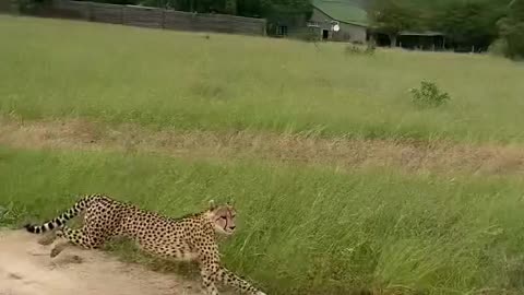 Lion Tiger daer Fails To Catch Gazelle In Epic Safari Footage