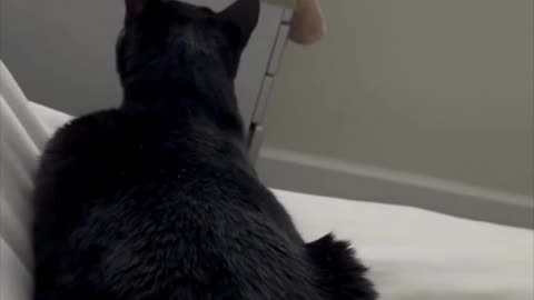 Adopting a Cat from a Shelter Vlog - Cute Precious Piper Changes Her Mind #shorts