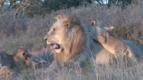 Male lion playing with cubs at Shamwari