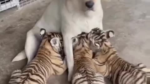 Bitch is Feeding The Cubs #shorts #shortsvideo #video #viral