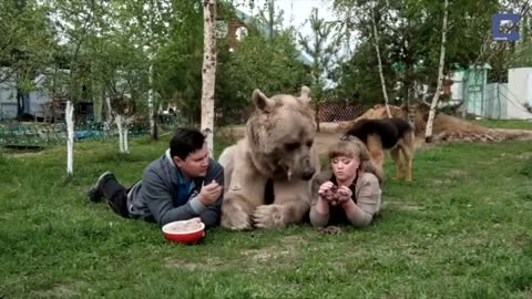 Медведь Степан и его необычная жизнь в русской семье