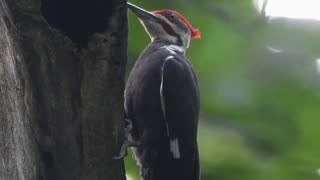 woodpecker