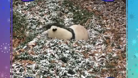 Happy Holidays and New Year from the Smithsonian's National Zoo