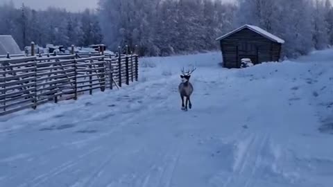 Jolly Deer Ready For Christmas