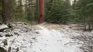 Picturesque Snowy Forest – Central Oregon – Edison Sno-Park – 4K