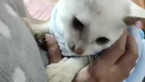 Cute Cat moment