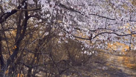 Beautiful landscape flower video background _ The leaves are falling