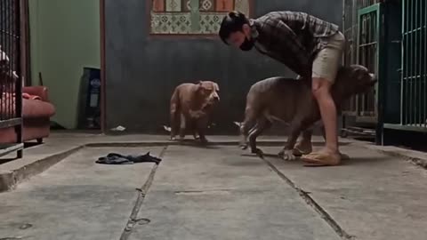 Pitbull Smart dog, strong, bigger size #rumble