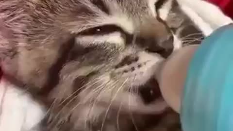 Kitten sucking - cute