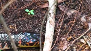 Red Bellied Mud Snake