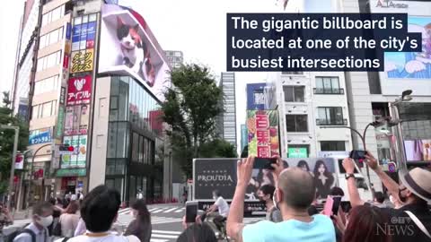 Giant 3D cat billboard dazzles in Tokyo