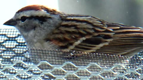 Chirping Sparrow