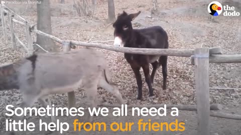 Donkey Knows Exactly How To Help His Friends Over This Fence