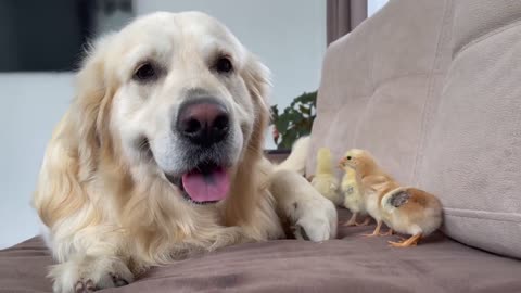 What does a golden retriever do when see baby chicks