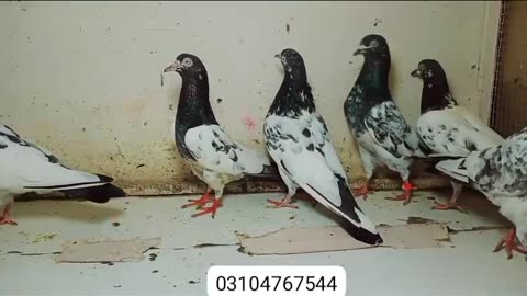 Pigeon for sale 4 for female 2 male