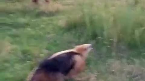 Curious Cows Meet Anteater Visitor😆👍