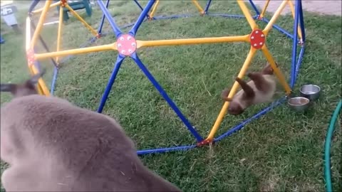 Baby Sloths Being Sloths - FUNNIEST Compilation