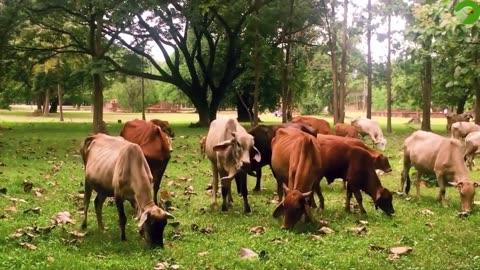 COW VIDEOS 🐄 COWS GRAZING 🐄 COW SOUNDS