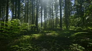 BEAUTIFUL MORNING IN THE FOREST RELAX MUSIC