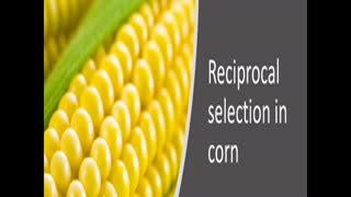 Crop Science 3 Reciprocal Selection in Corn