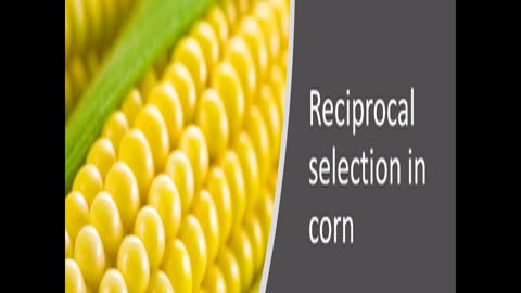Crop Science 3 Reciprocal Selection in Corn