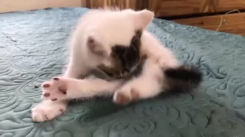 Cat fighting video