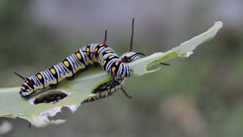 Caterpillars eat tree leaves