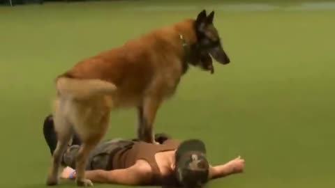 Look ! how did the dog save her life... #shorts #animals