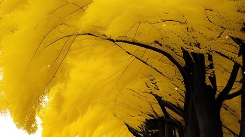 Yellow trees 😳