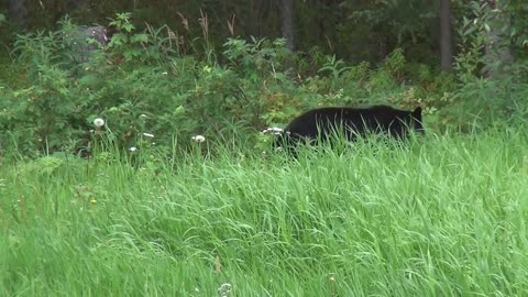 Black Bear Playing