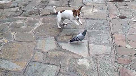 Fearless pigeon completely ignores overbearing barking puppy