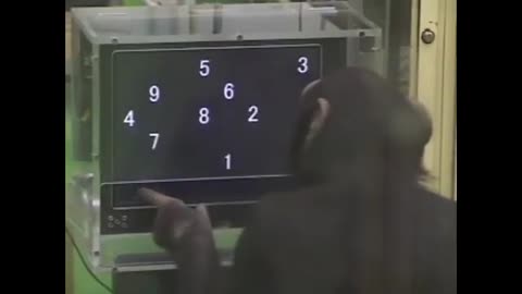 Have you ever seen such an intelligent monkey?