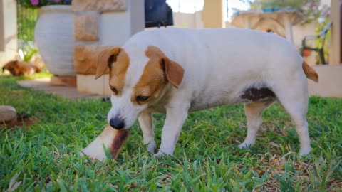 Dog Munching On Alarge Bone