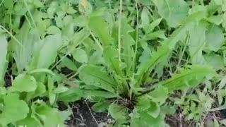 How to process wild lettuce for herbal remedies